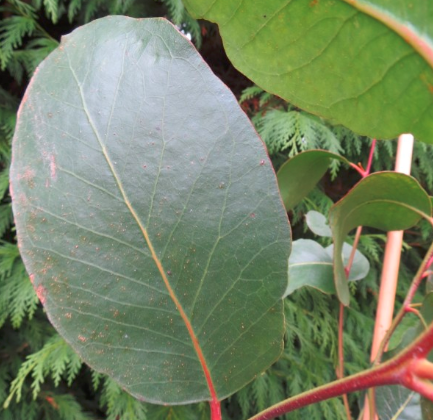Benefits of Eucalyptus Radiata