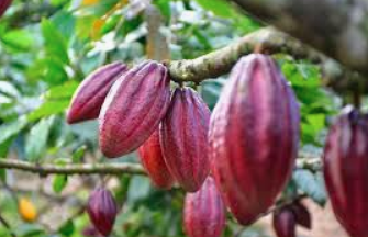 Health Benefits of Cacao