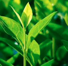 Health Benefits of Tea Tree