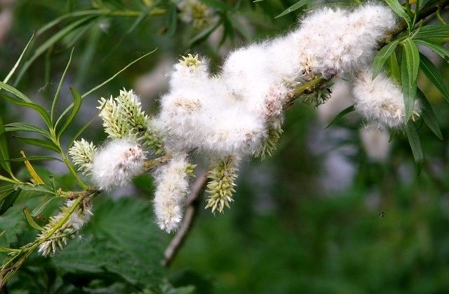 Health Benefits of White Willow