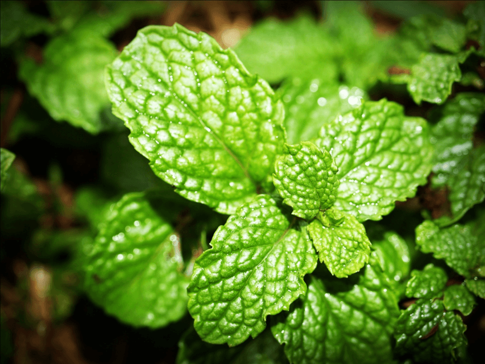8 Health Benefits of Peppermint HB Vitality