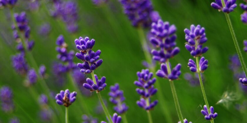 The Benefits of Lavender Essential Oil