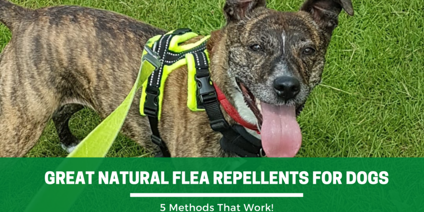 Great Natural Flea Repellents for Dogs – 5 Methods That Work
