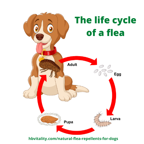 The life cycle of a flea from egg, larva, pupa to adult flea