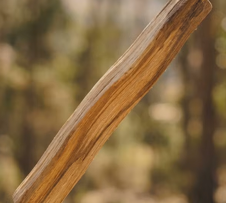 Palo Santo’s sacred use for spiritual cleansing and healing in South America.