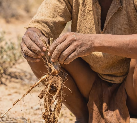 Can a desert plant stop chronic pain