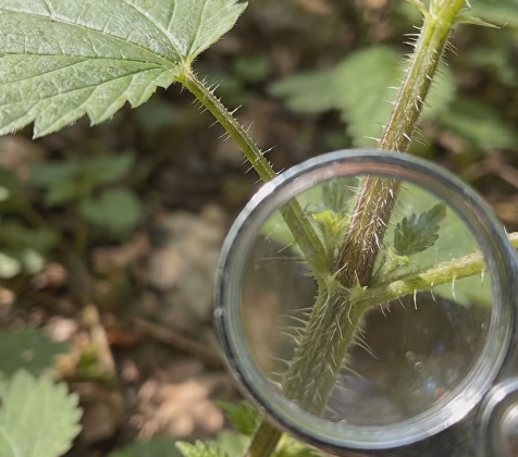 How Did Nettle Save Soldiers In WWI