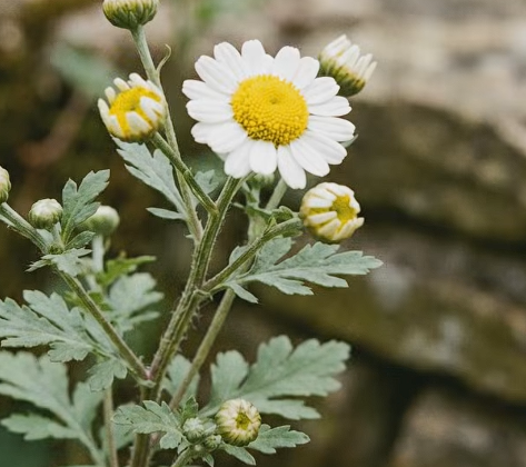 How did feverfew banish ancient headaches