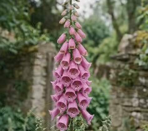 Can a deadly flower heal your heart