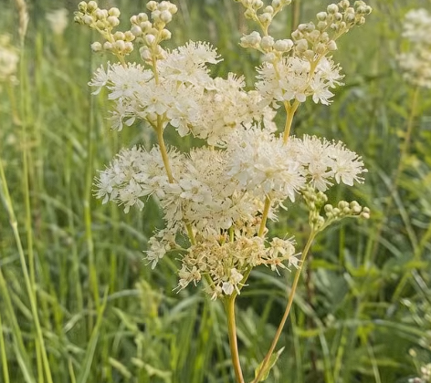 How Did Meadowsweet Become Modern Aspirin