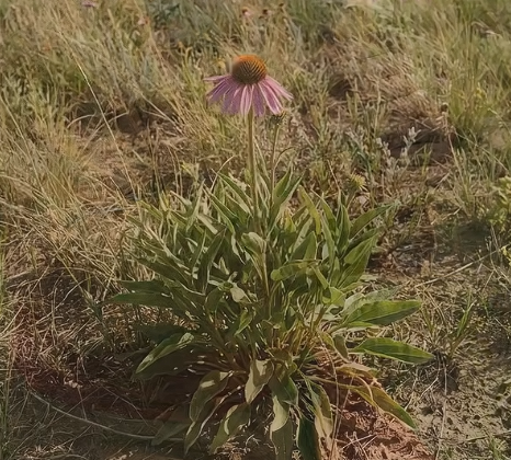 Can Echinacea Really Boost Immunity