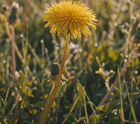 How did Dandelion travel the world