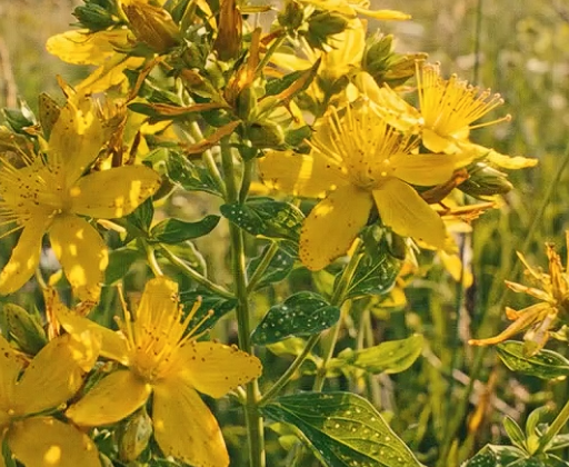 What Is the Real Power of St John’s Wort