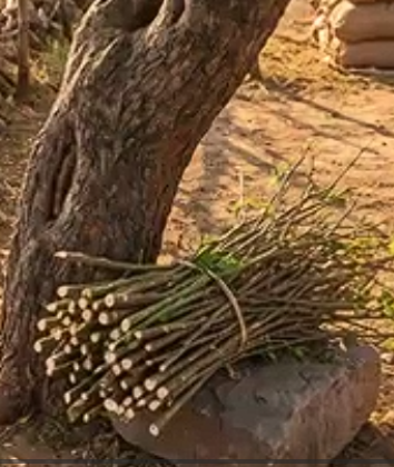 What Is Neem’s Secret in India’s Old Healing Traditions