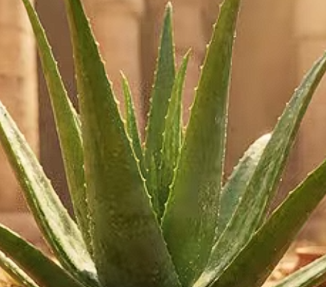 What Is the Science Behind Aloe Vera’s Cooling Gel