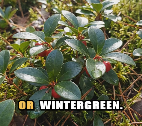 Why Is Wintergreen Nature’s Cooling Cure