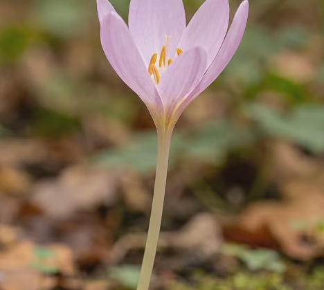 Why Did Doctors Use Autumn Crocus for Gout