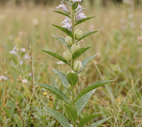 Why Is Lobelia Called Asthma Weed